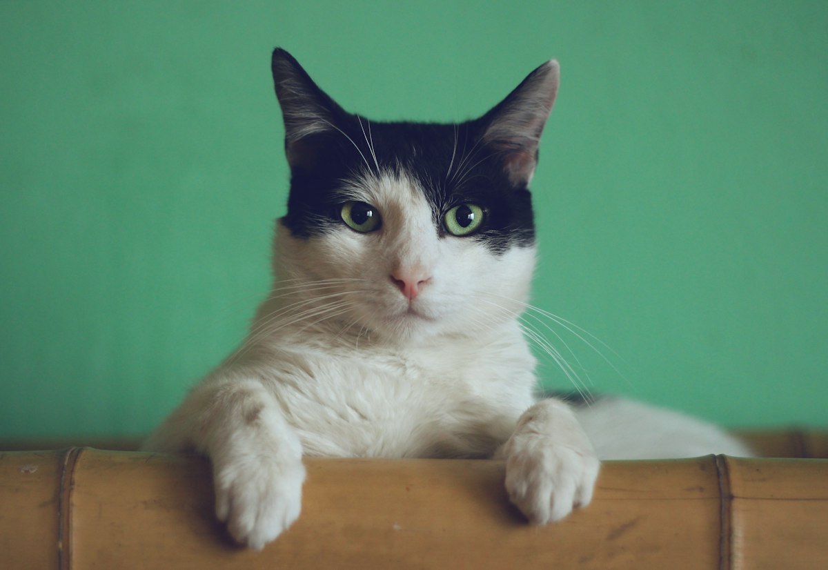 Gato (ilustración). Foto: Mikhail Vasilyev / Unsplash