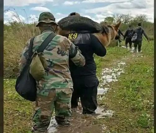 Rescatistas cargan en hombros a un perro de búsqueda por un camino de tierra inundado durante el operativo de búsqueda en Esquina