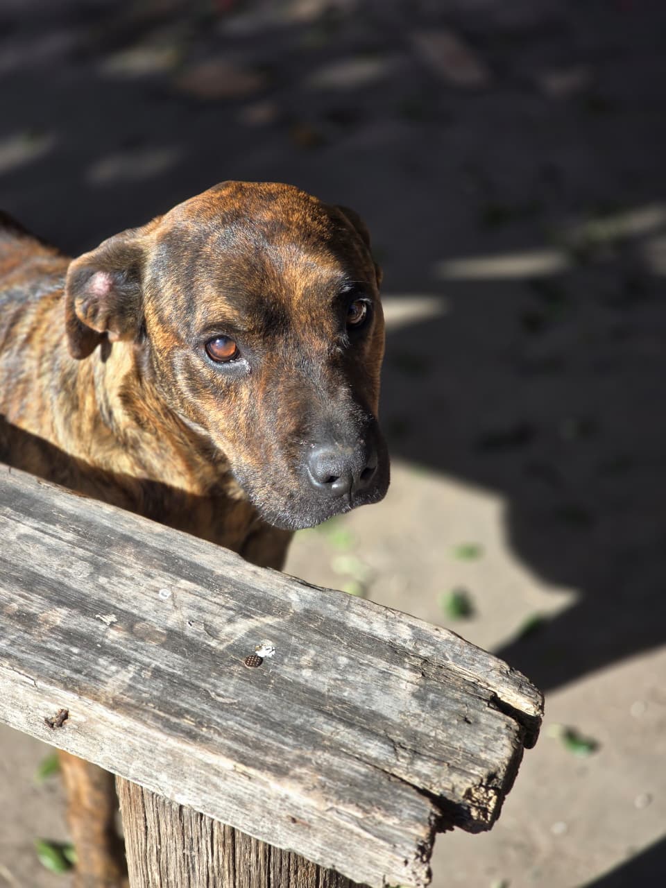 Néstor, el perro del barrio de Ingeniero Allan