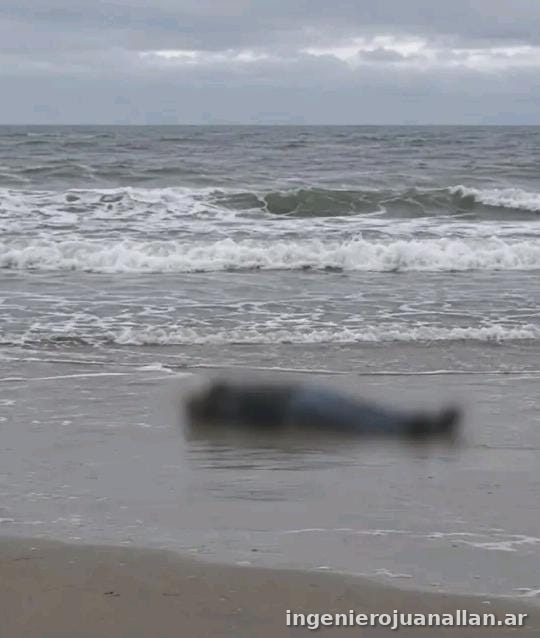 Imagen difuminada del lugar del hallazgo en la playa de Las Toninas