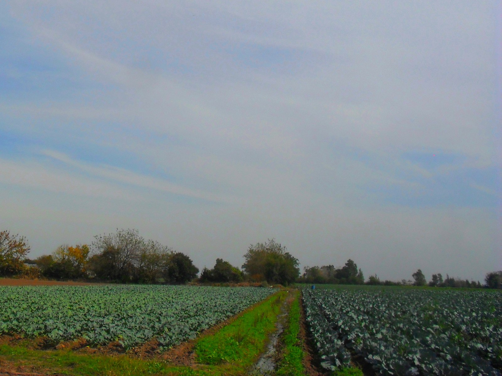 Campos con cultivos de hojas verdes en la zona rural de Villa Brown, Florencio Varela, separados por una huella de pasto y tierra, con árboles al fondo y cielo nublado